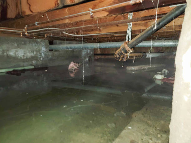 Best Water damage restoration specialists  in Land O Lakes, FL