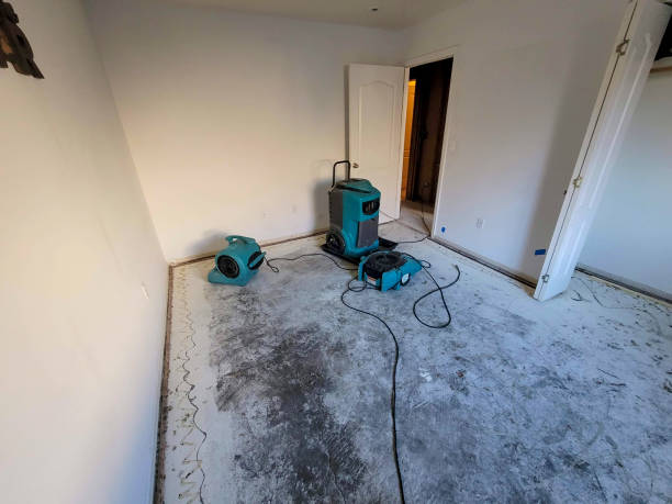 Best Basement water damage restoration  in Land O Lakes, FL
