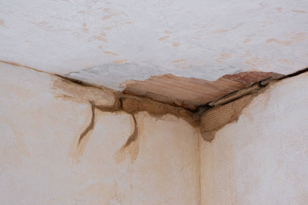 Best Water damage cleanup near me  in Land O Lakes, FL