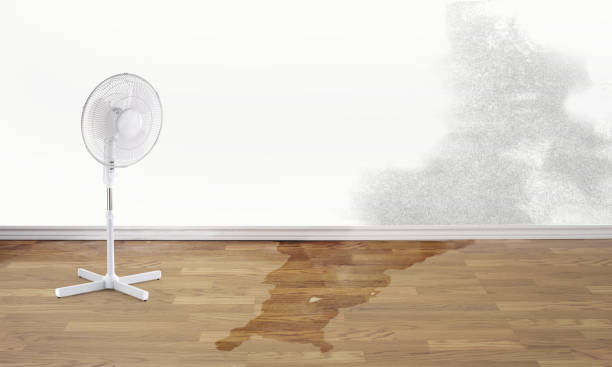 Best 24/7 water damage repair  in Land O Lakes, FL